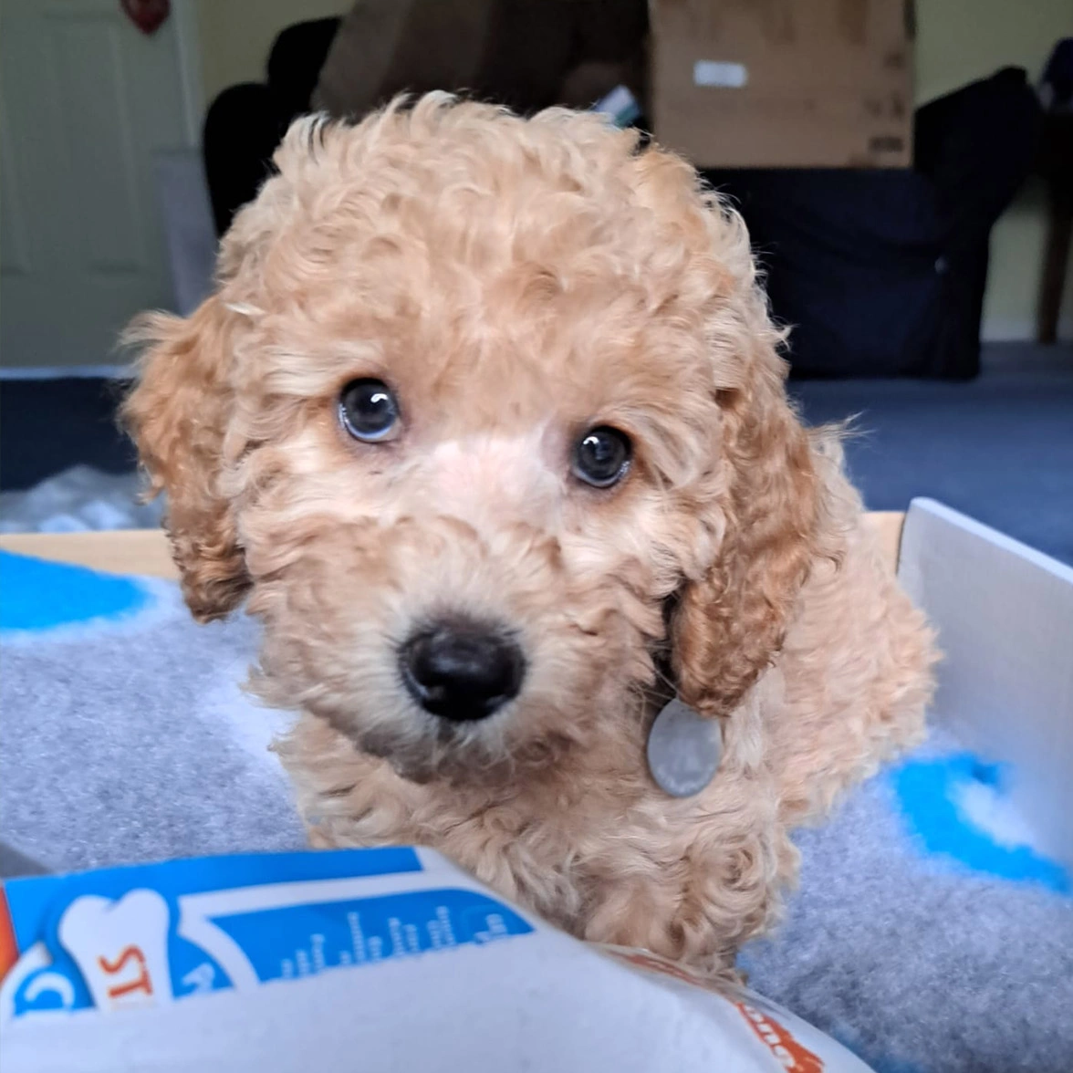 Red Miniature Poodle puppy looking adorable