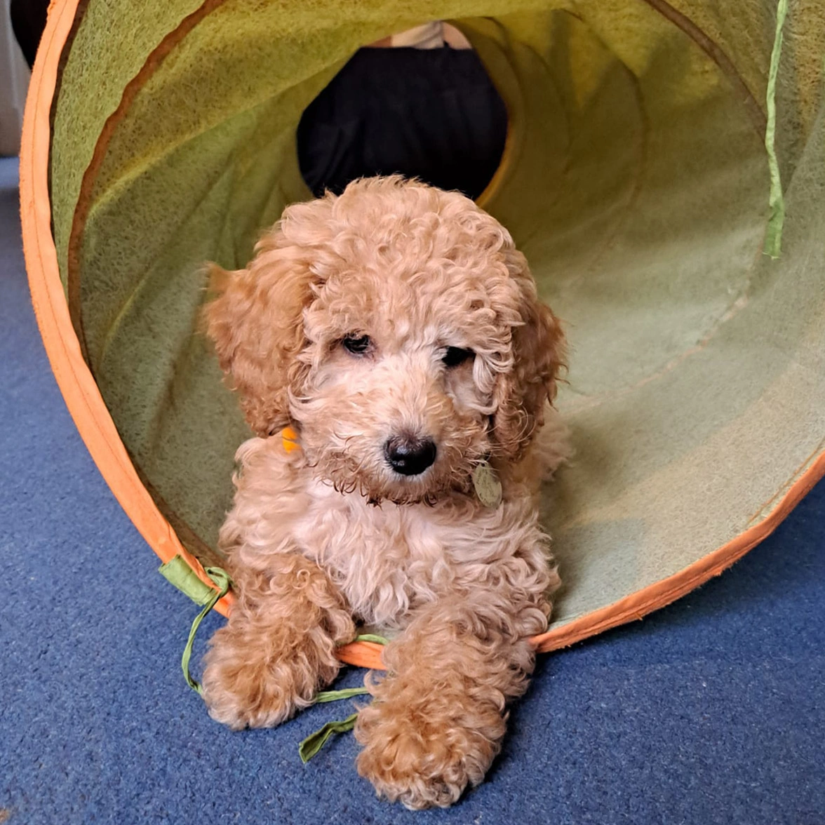 Red Miniature Poodle puppy relaxing in play tunnel