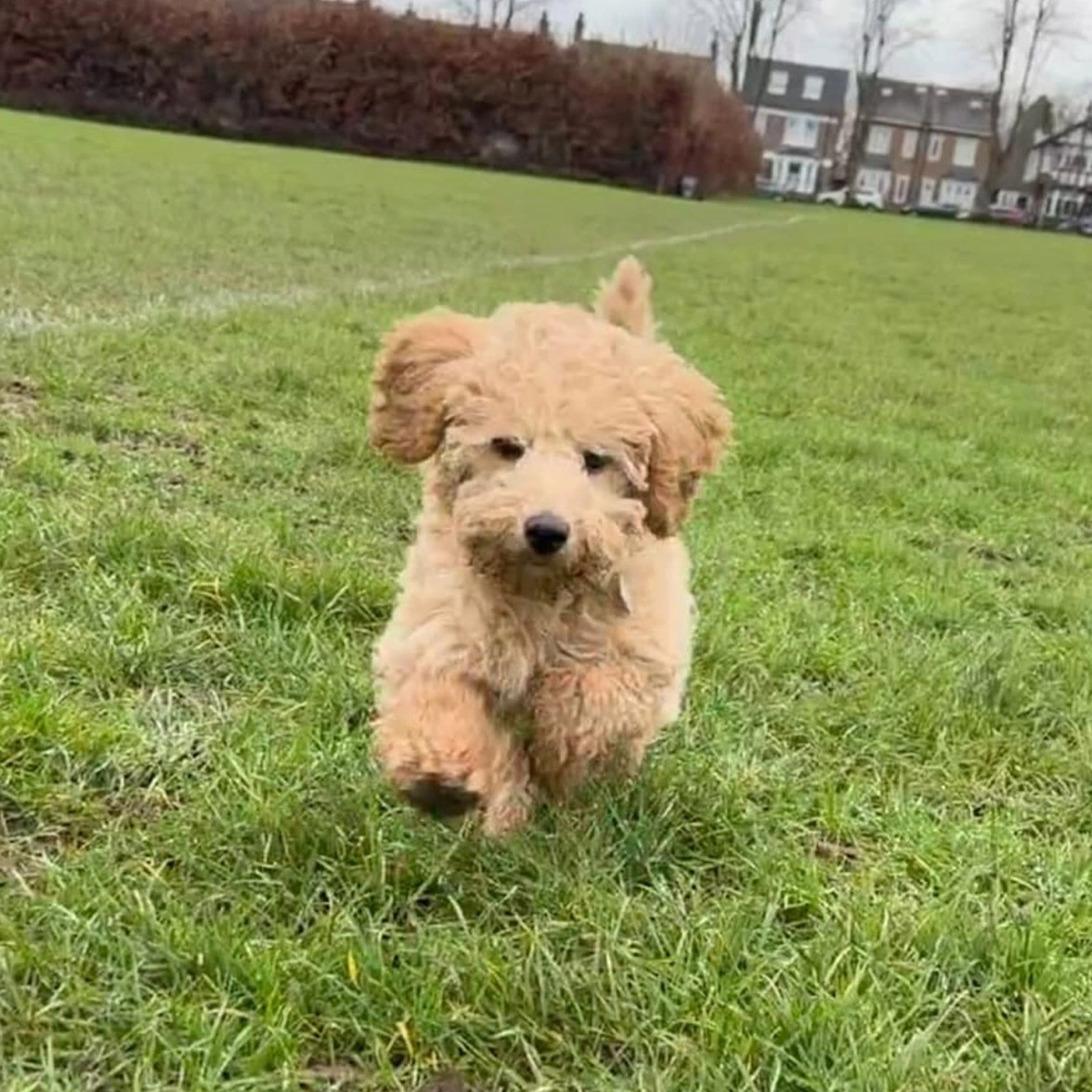 Red Miniature Poodle puppy running through grass