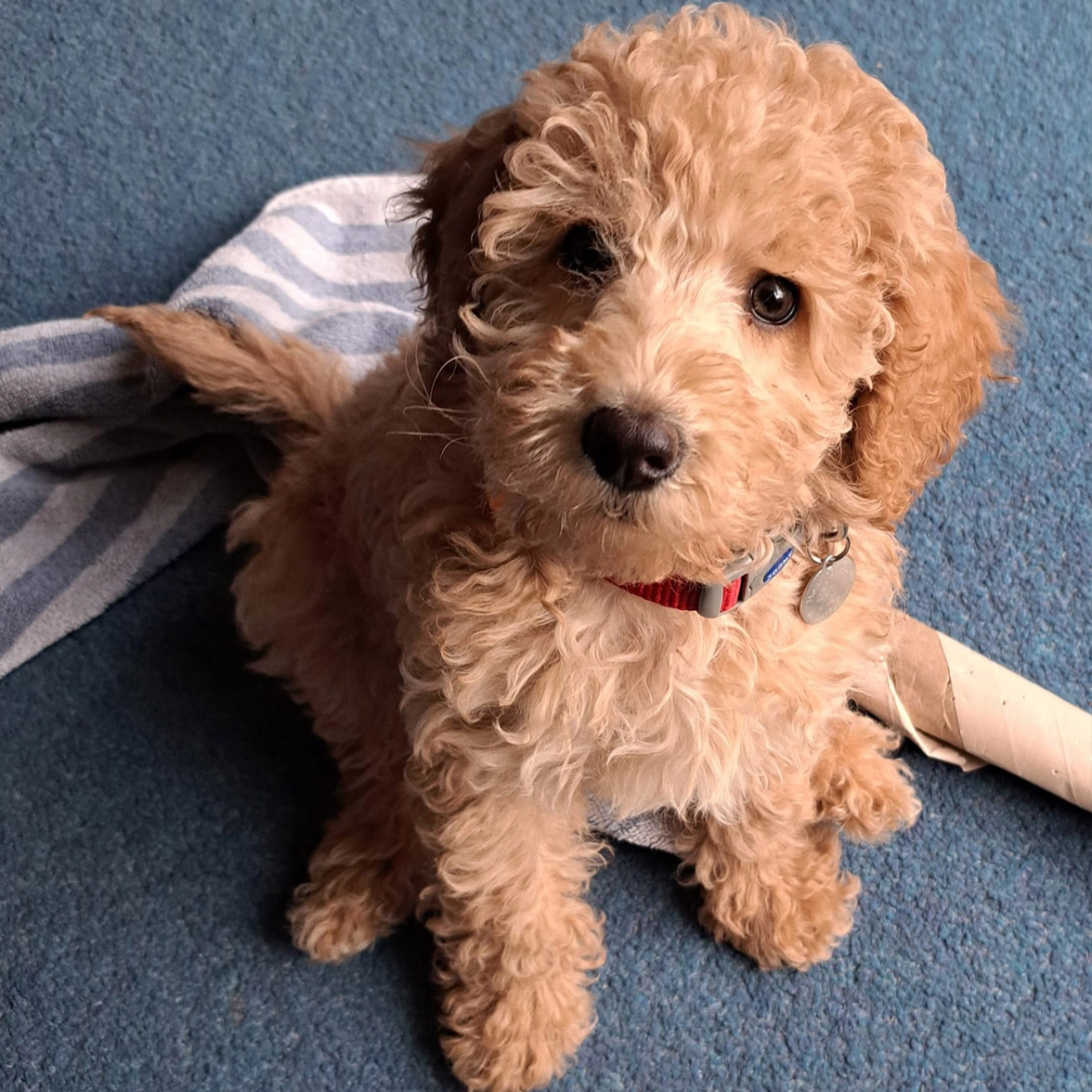 Red Miniature Poodle puppy sitting on carpet