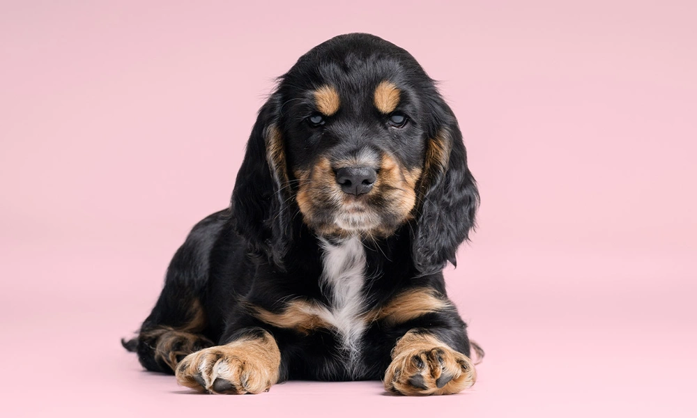 Black and tan Cocker Spaniel puppy laying down against pink studio background looking directly at the camera
