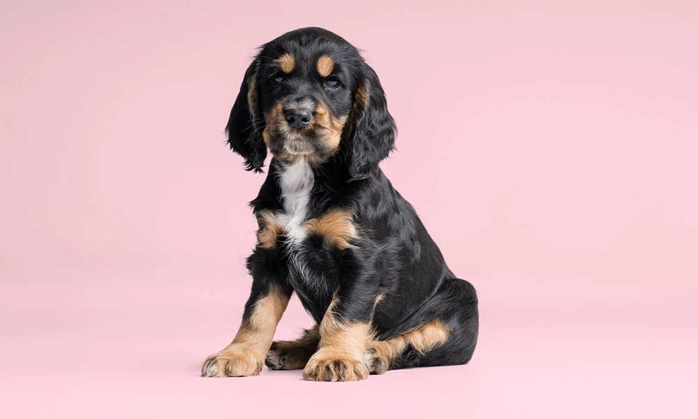 Black and tan Cocker Spaniel puppy sitting against pink studio background