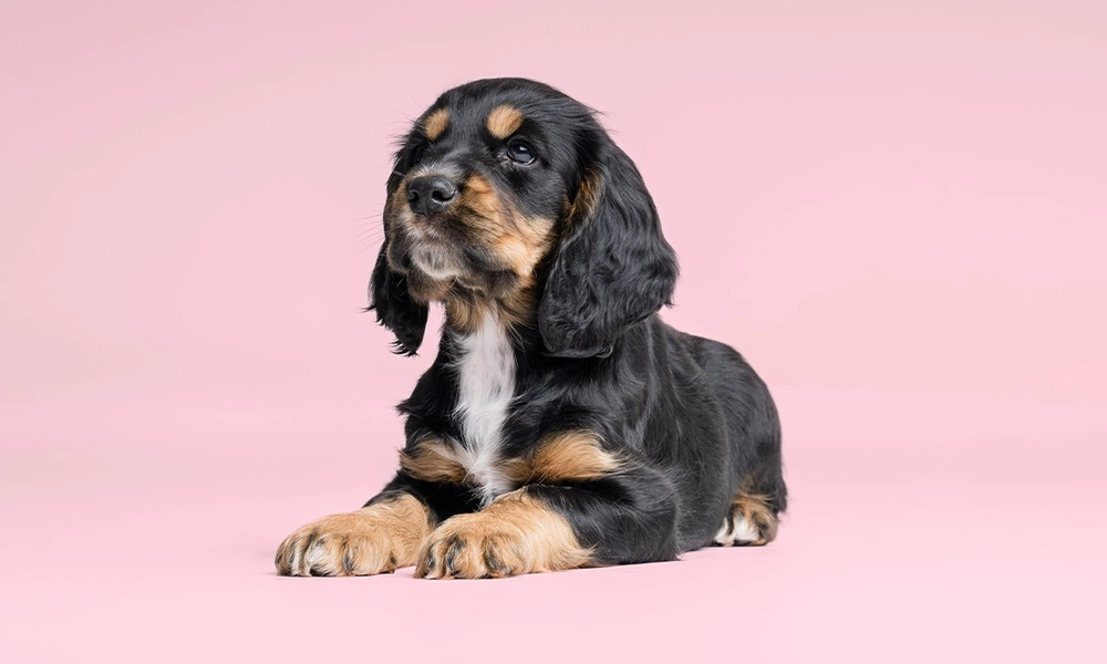 Black and tan Cocker Spaniel puppy laying down in front of pink studio background looking up
