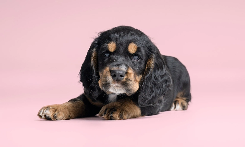 Black and tan spaniel laying down against pink background looking directly at camera