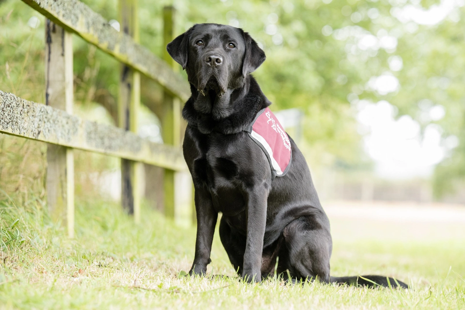 Black labrador Benson sitting on grass next to a fence. He is wearing his burgundy hearing dog jacket.
