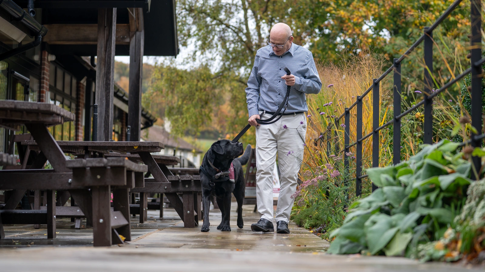 A bespectacled man walking a black labrador hearing dog on a lead. The dog is looking up at the man.