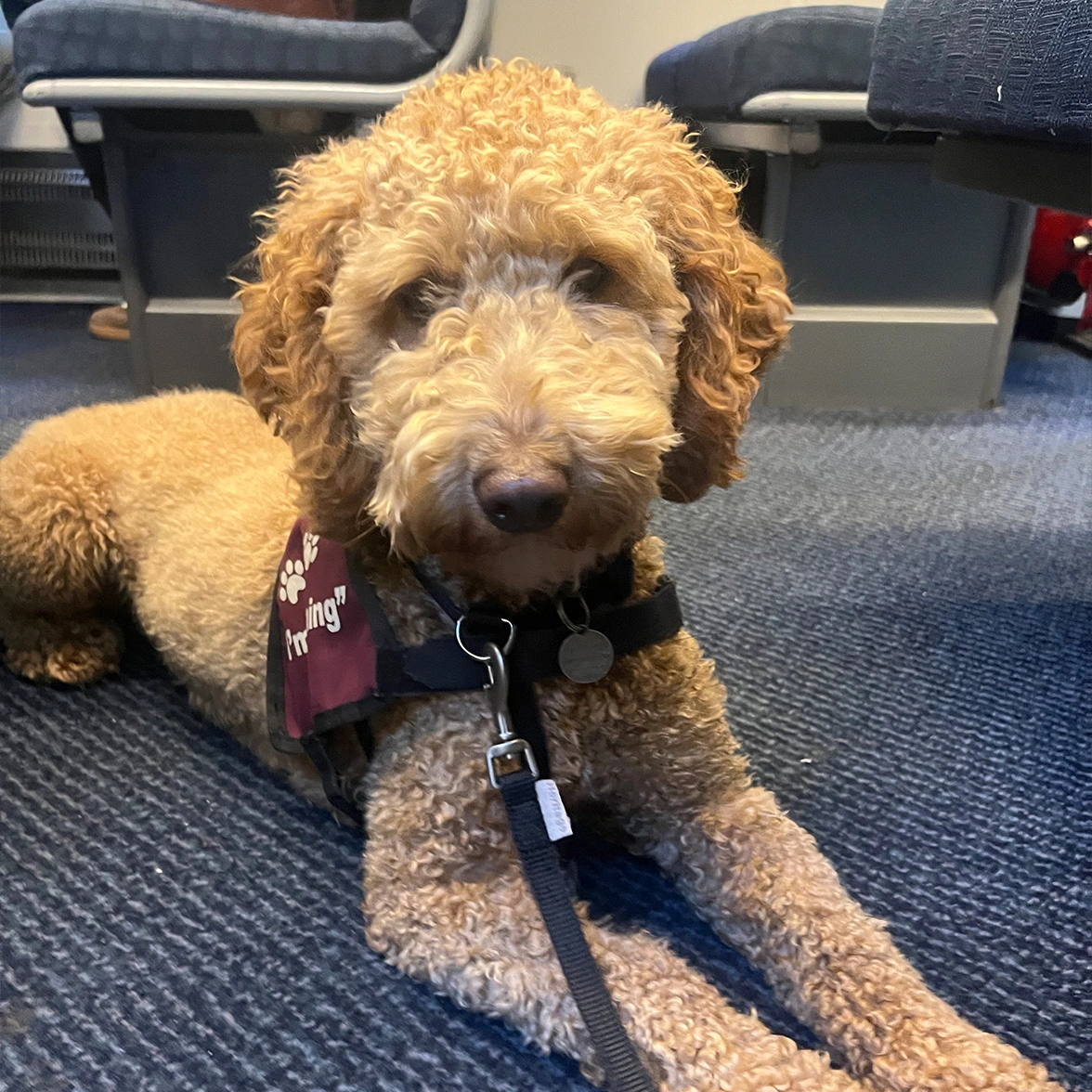 Red Miniature Poodle settling on train wearing burgundy Hearing Dogs training jacket