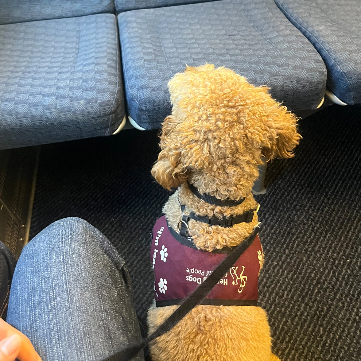 Red Miniature Poodle sitting on train wearing burgundy Hearing Dogs training jacket
