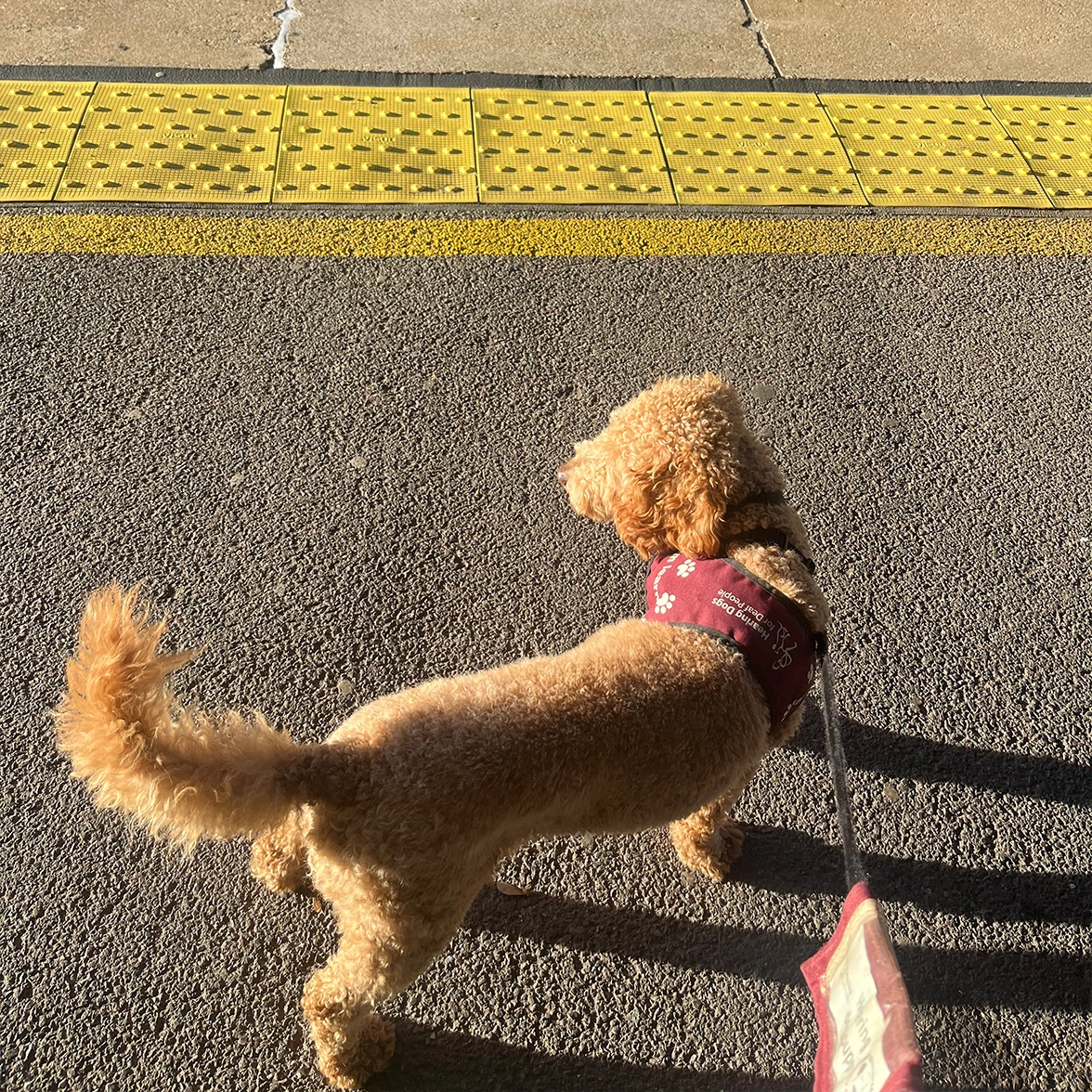 Red Miniature Poodle standing on train platform wearing burgundy jacket