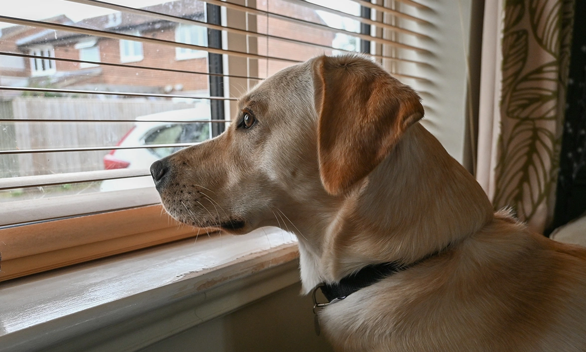 Yellow Labrador looking out the window