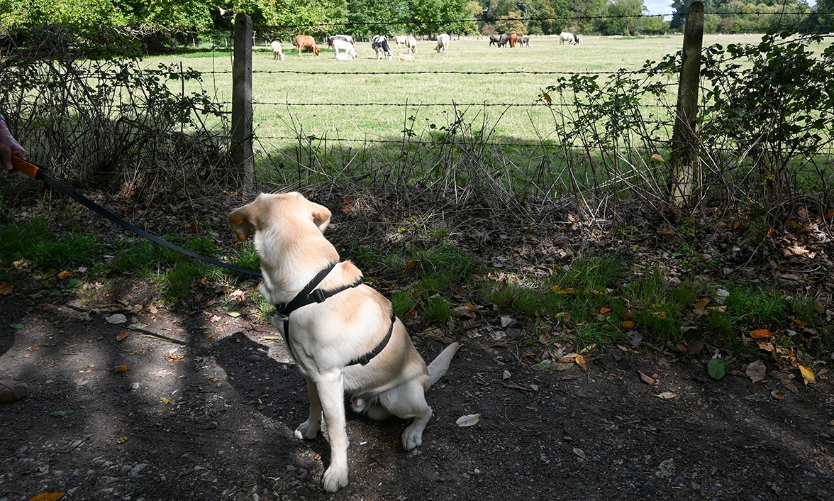 Yellow Labrador sitting looking at cows in a field