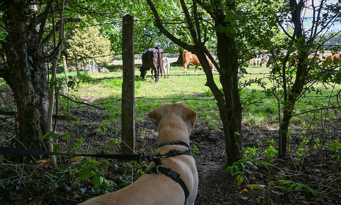 Yellow Labrador looking at horses in a field
