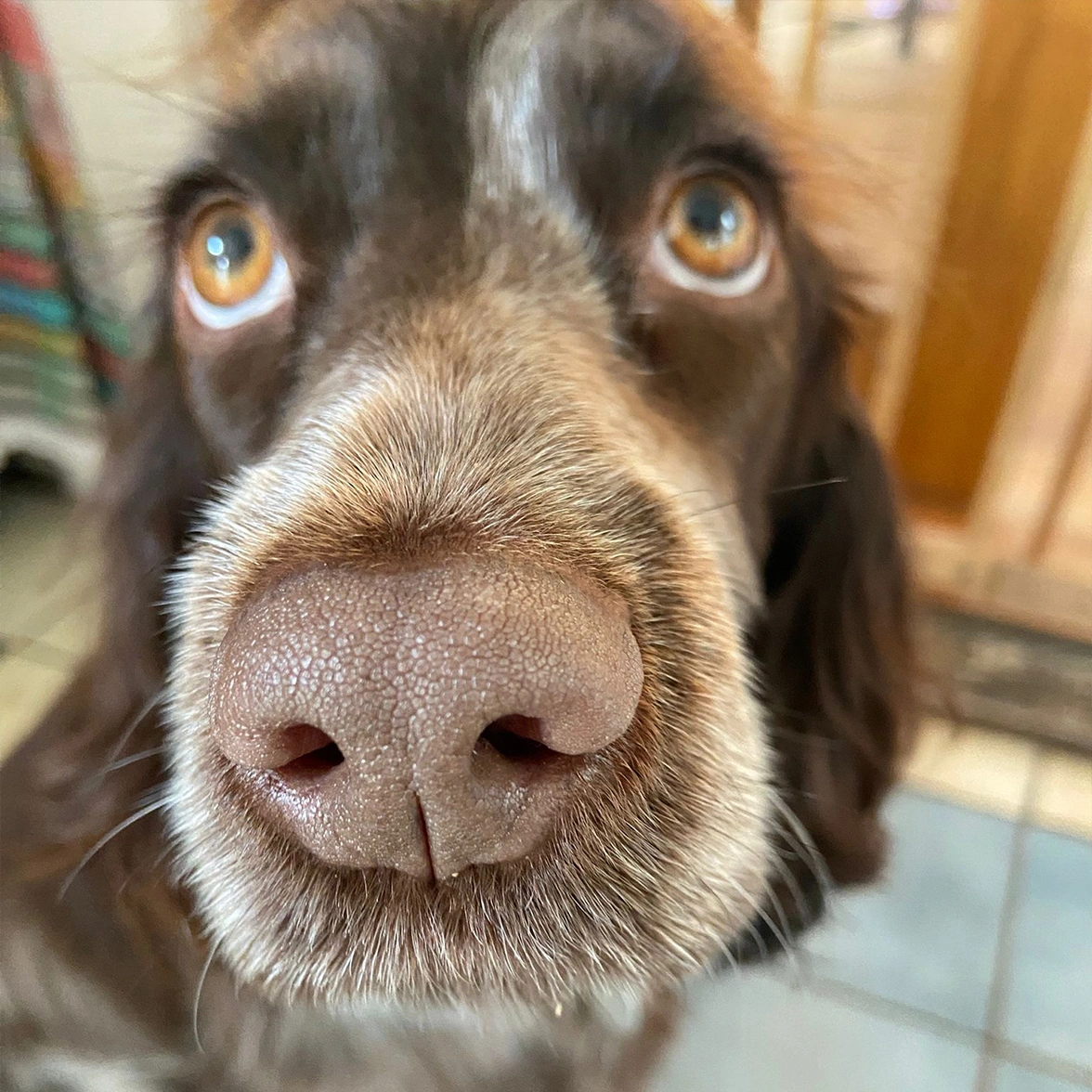 Chocolate roan spaniel giving a boop
