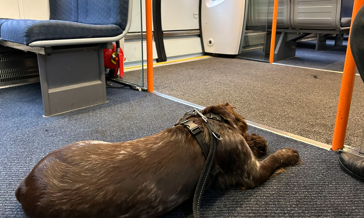 Chocolate roan spaniel settling on train