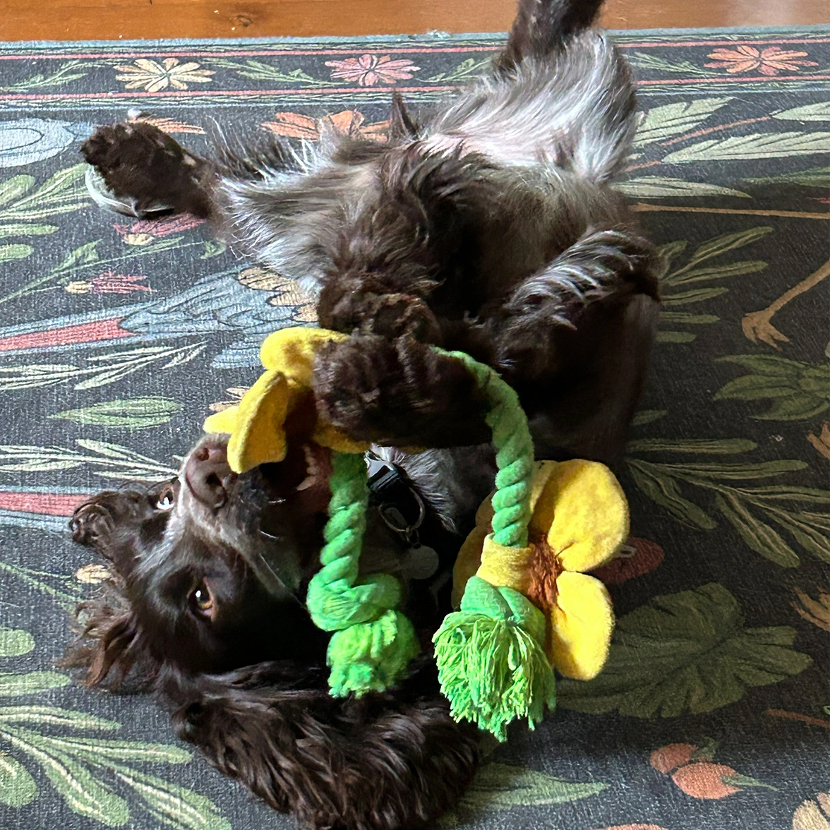 Chocolate roan spaniel lying on back with toy