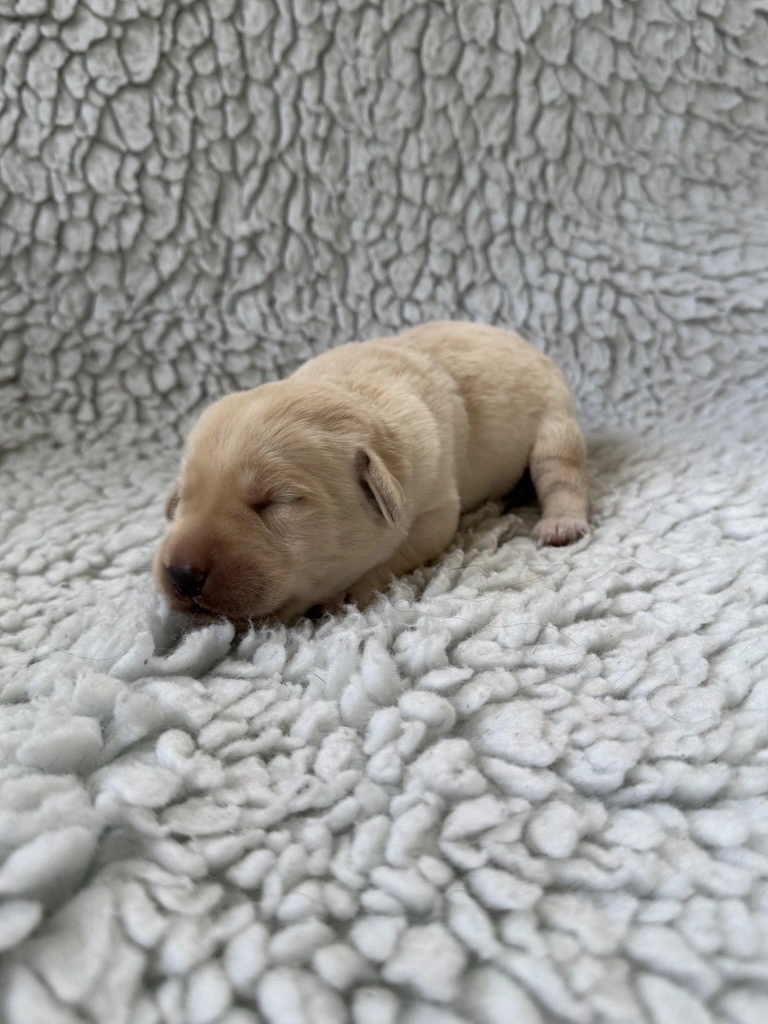 Newborn yellow labrador