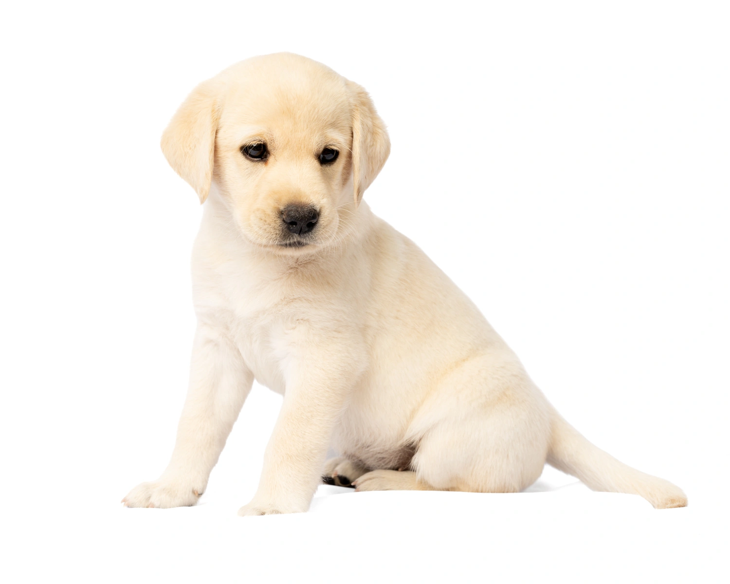Yellow labrador puppy side sitting