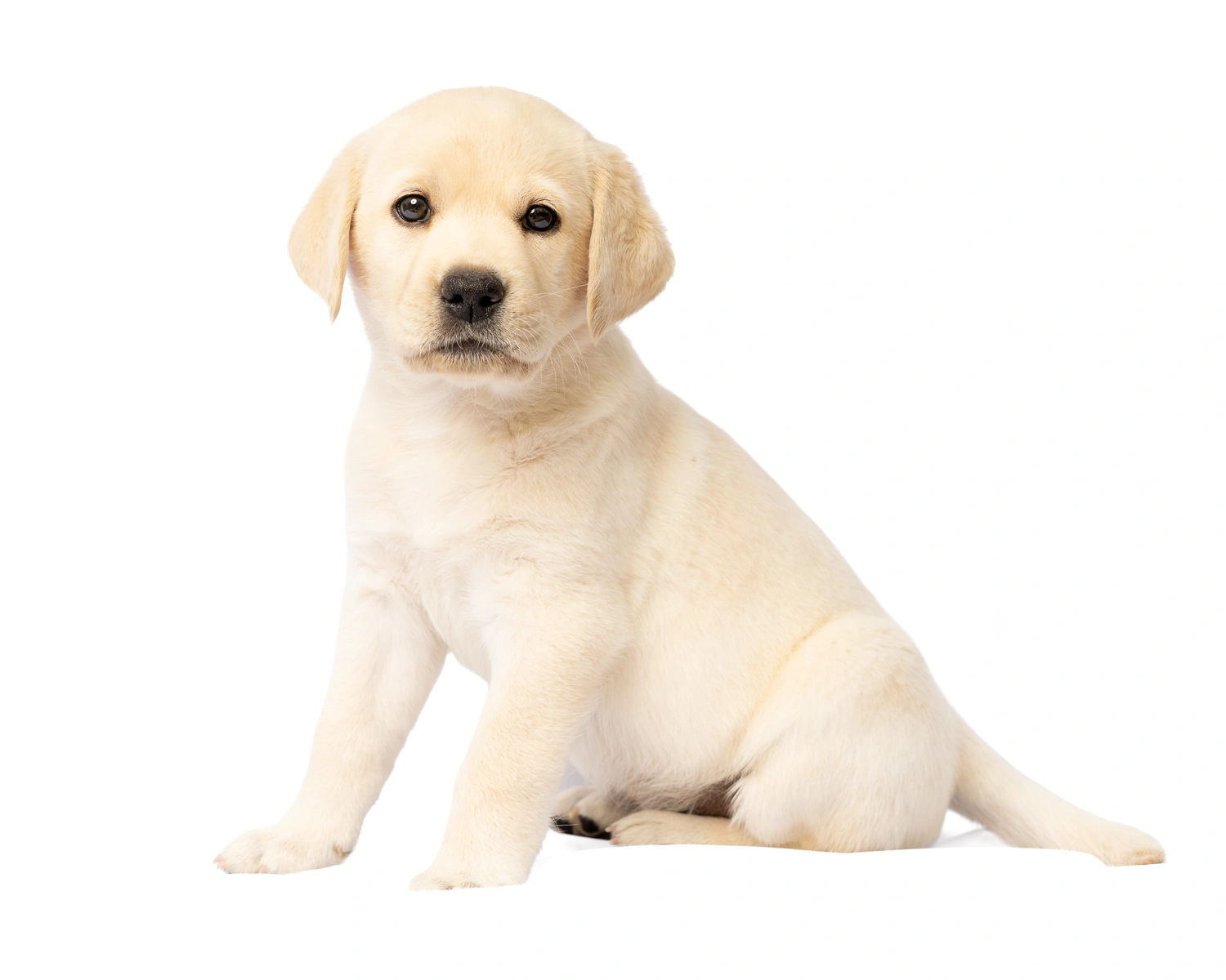Yellow labrador puppy