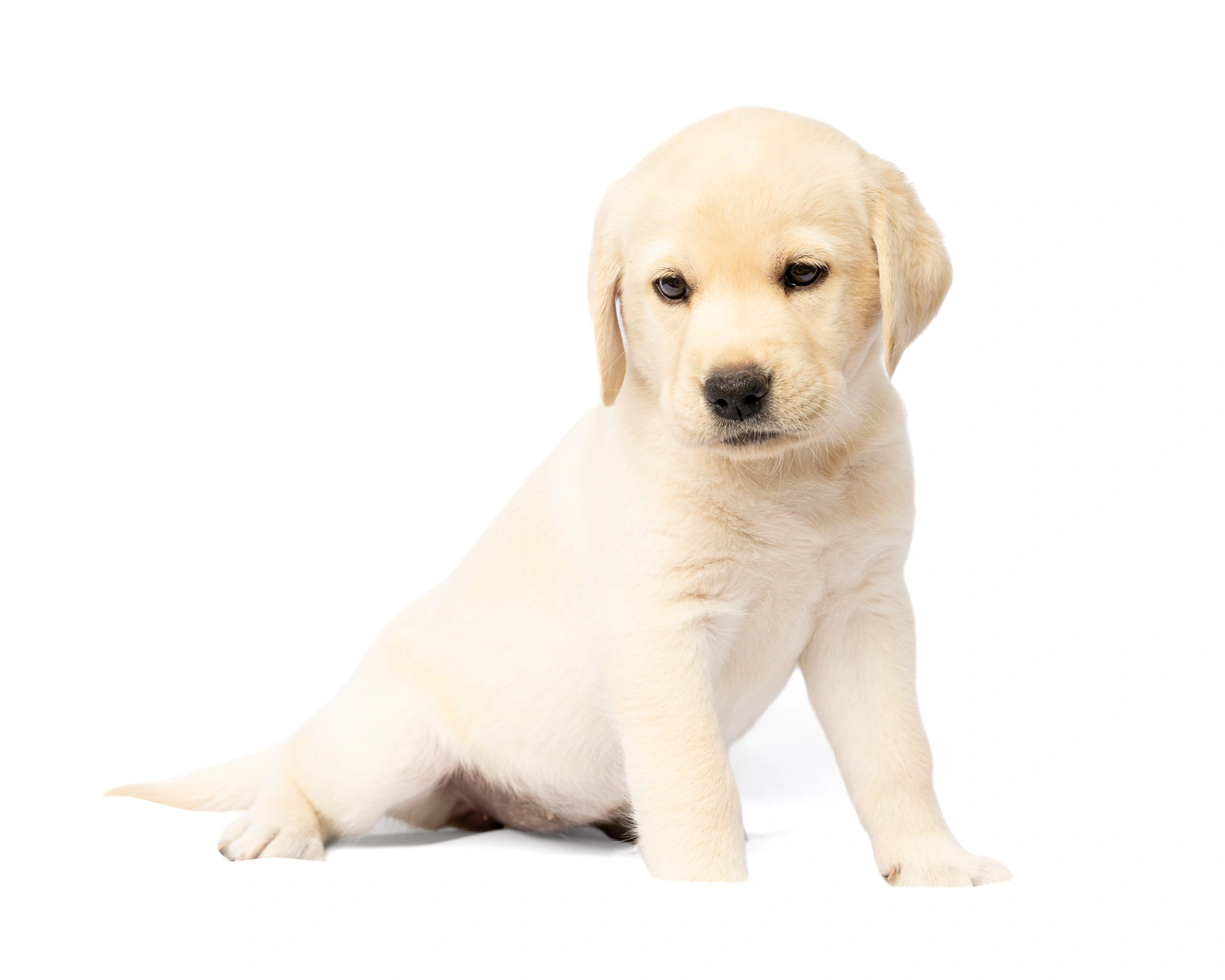 Yellow labrador puppy
