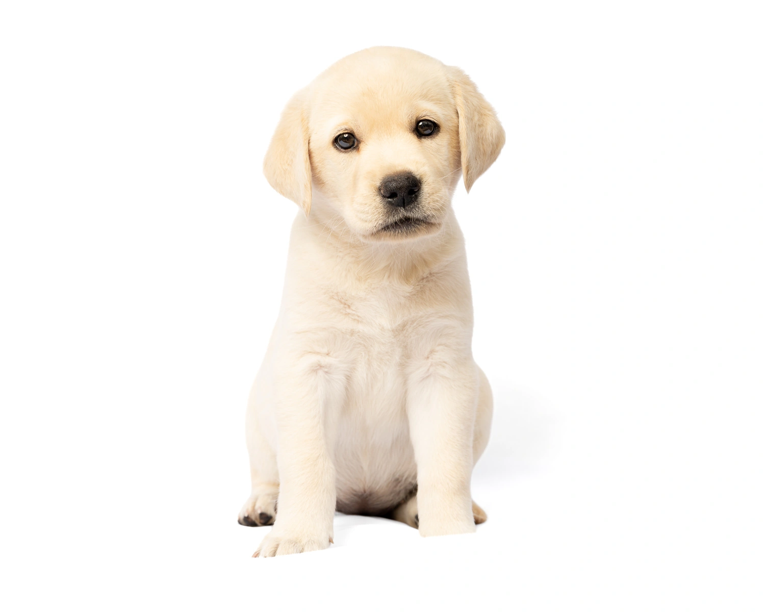 Yellow labrador puppy sitting