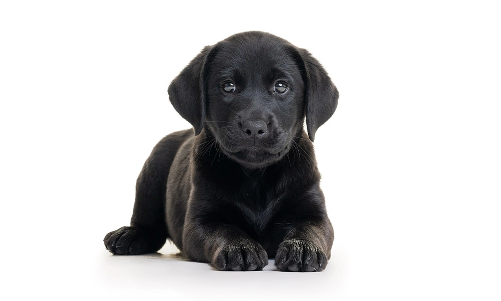 Black Labrador puppy settling in front of white studio background