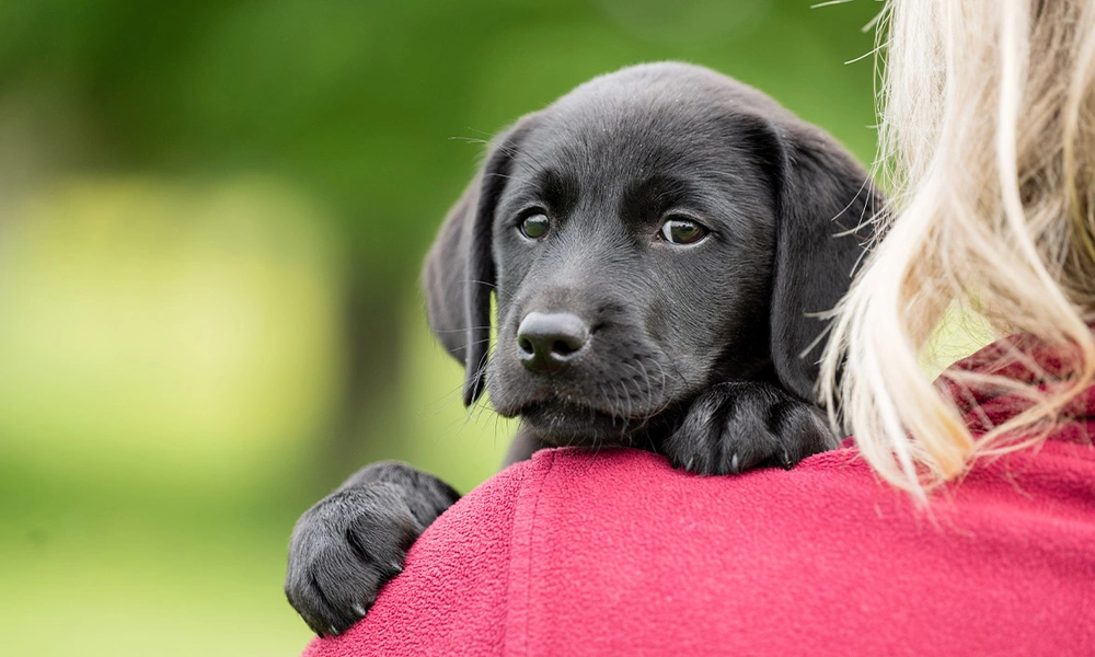 Black Labrador puppy being held by a lady wearing a burgundy fleece