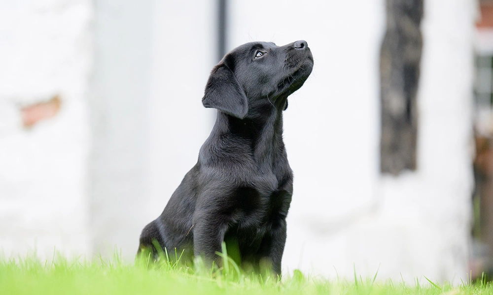 Black Labrador puppy sitting on grass looking up