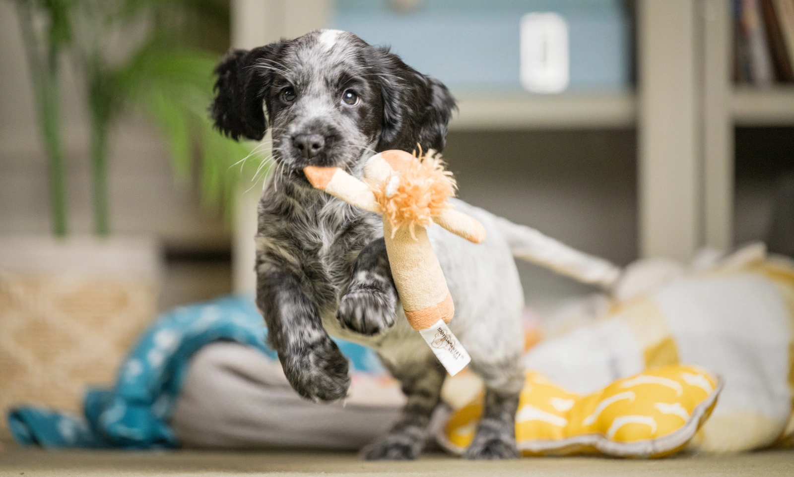 Blue roan puppy cindy, mid run with a toy in her mouth
