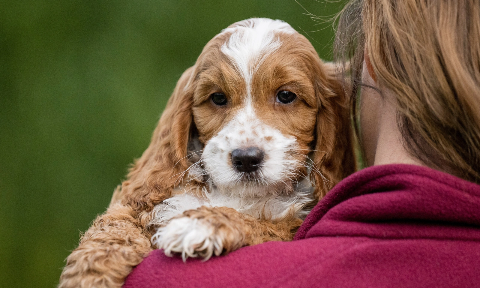 Close up of cockapoo puppy Dobby resting over a woman's shoulder
