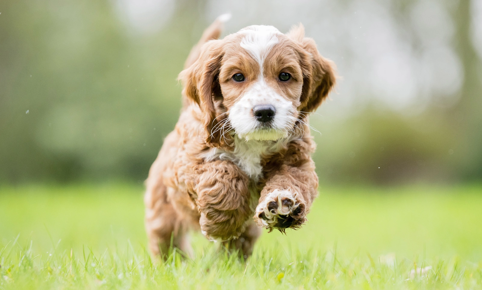 Puppy Dobby runs toward the camera across a grassy lawn.