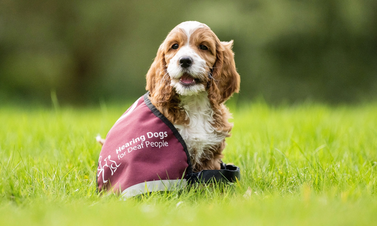 Cockapoo pup Dobby sitting on grass wearing a too large hearing dogs vest,