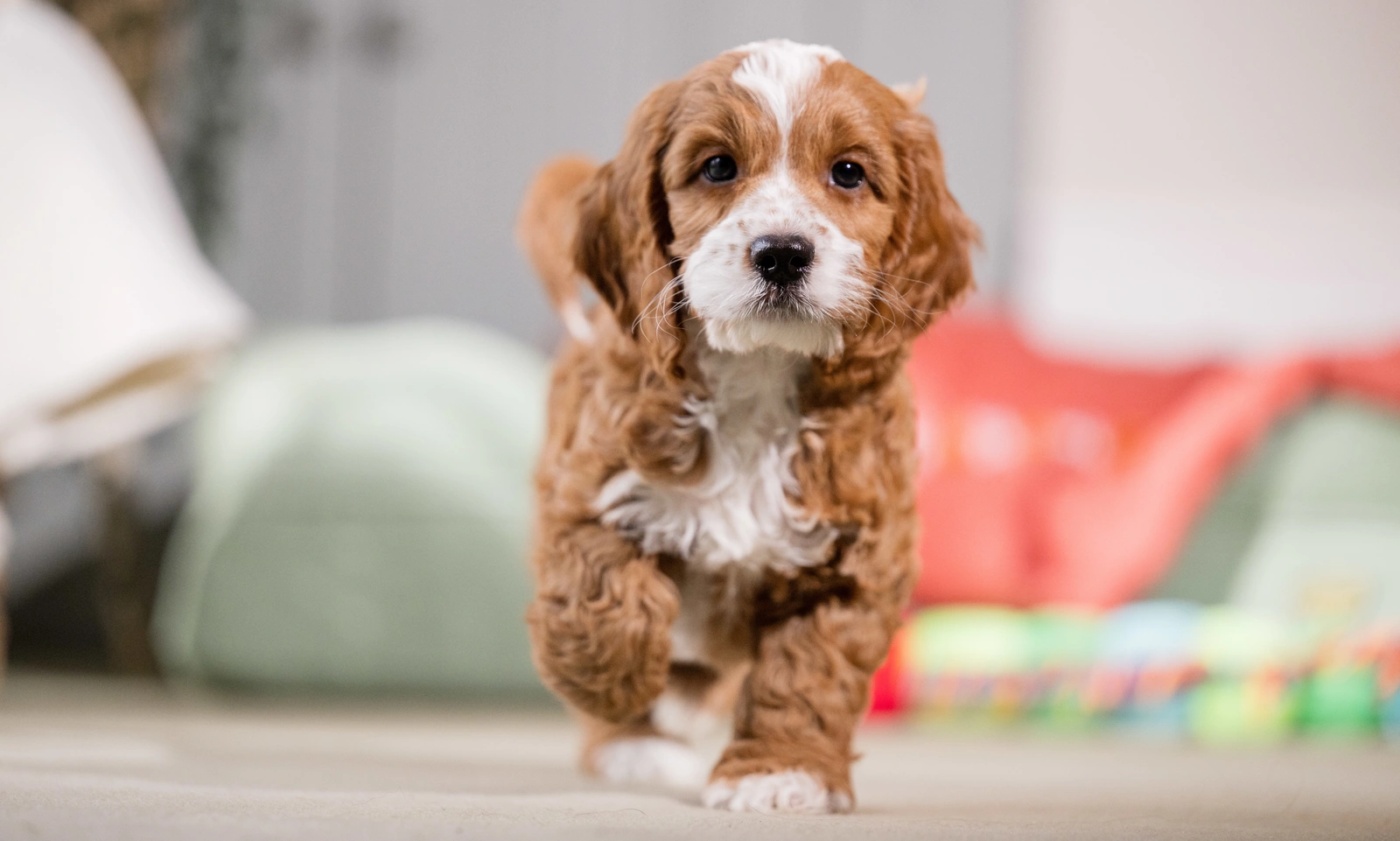 Dobby walking toward the camera across a living room floor. toys in the background