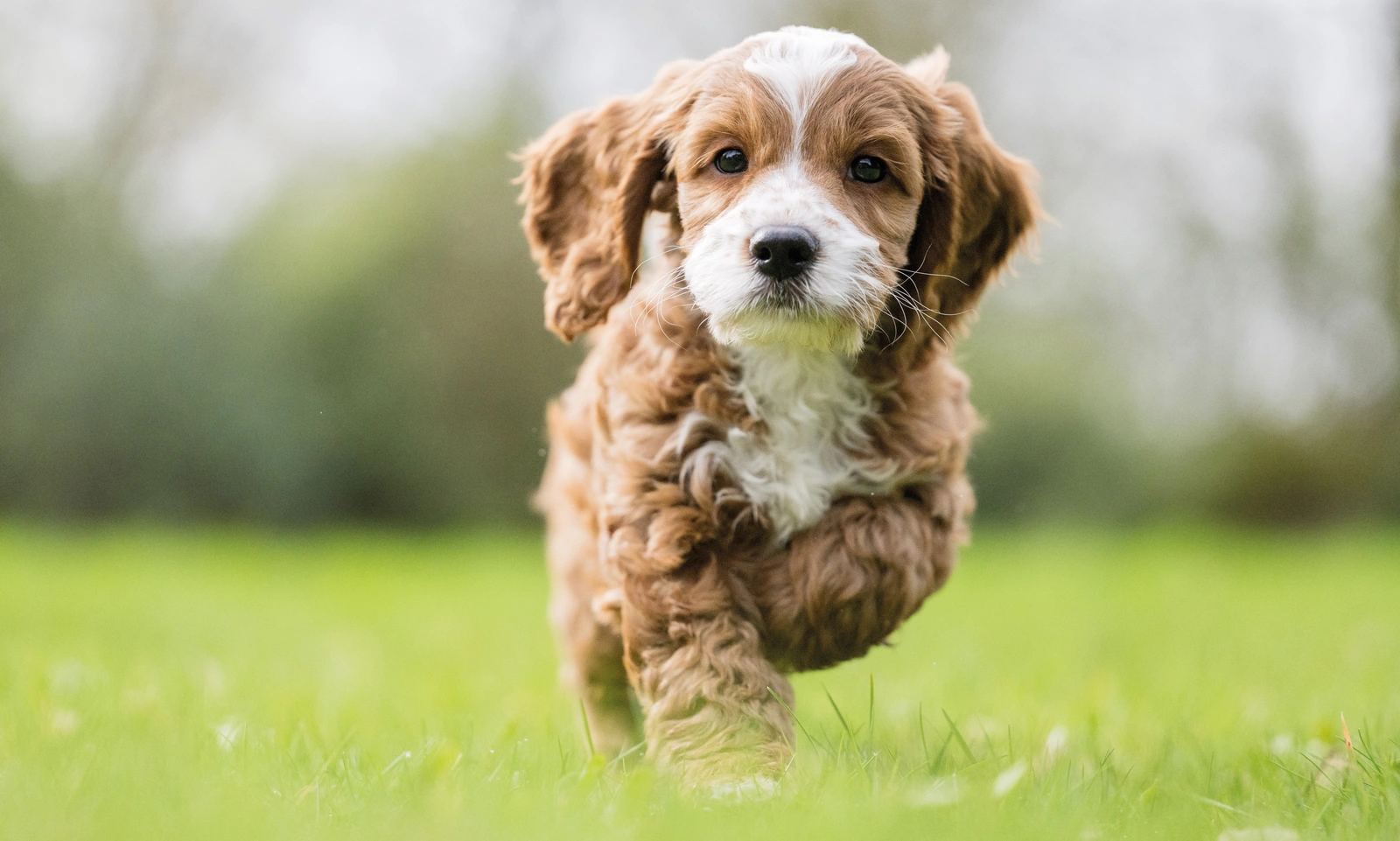 Dobby mid run on a grassy field