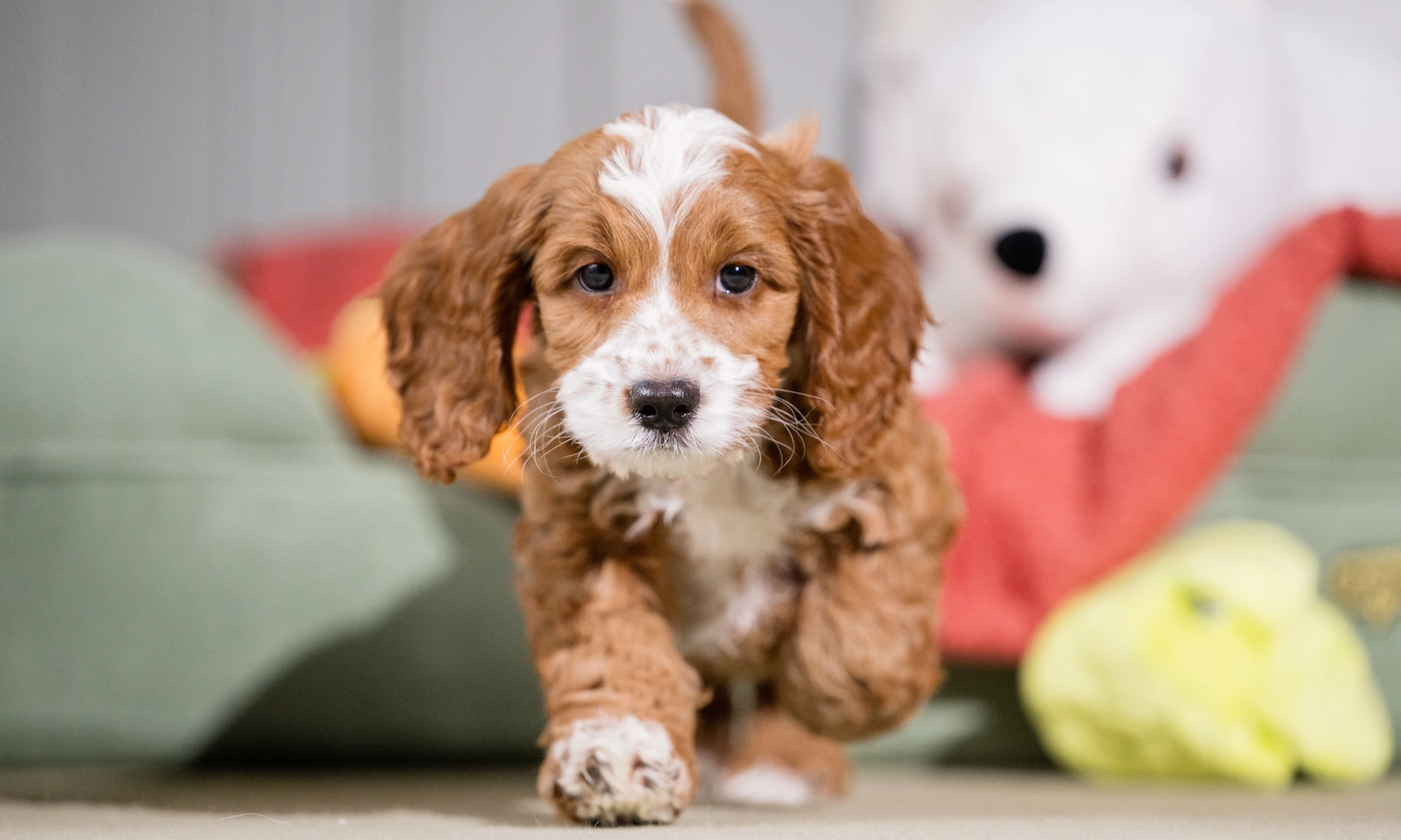 Cockapoo Dobby walking towards camera, tail up and wagging. Cuddly toys are seen in the background.