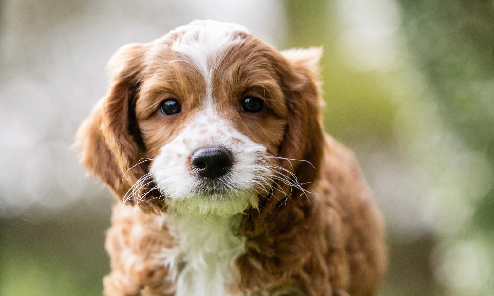 Close up of brown and white cockapoo pup Dobby, blurred greenery in the background