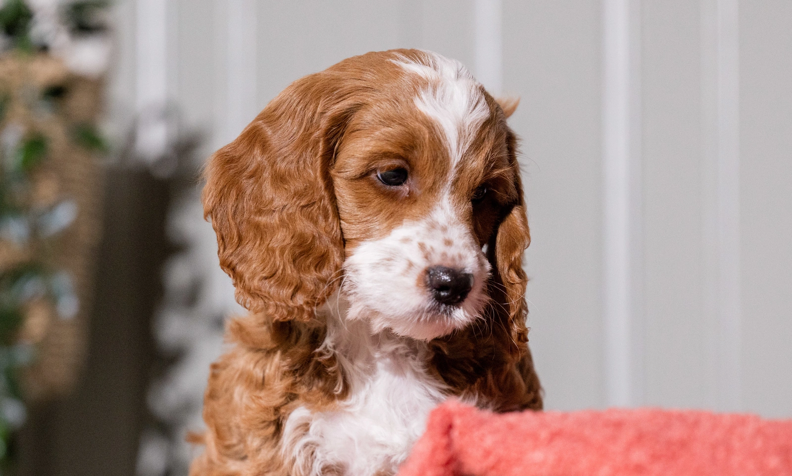 Close up of floppy eared pup Dobby looking down to the side