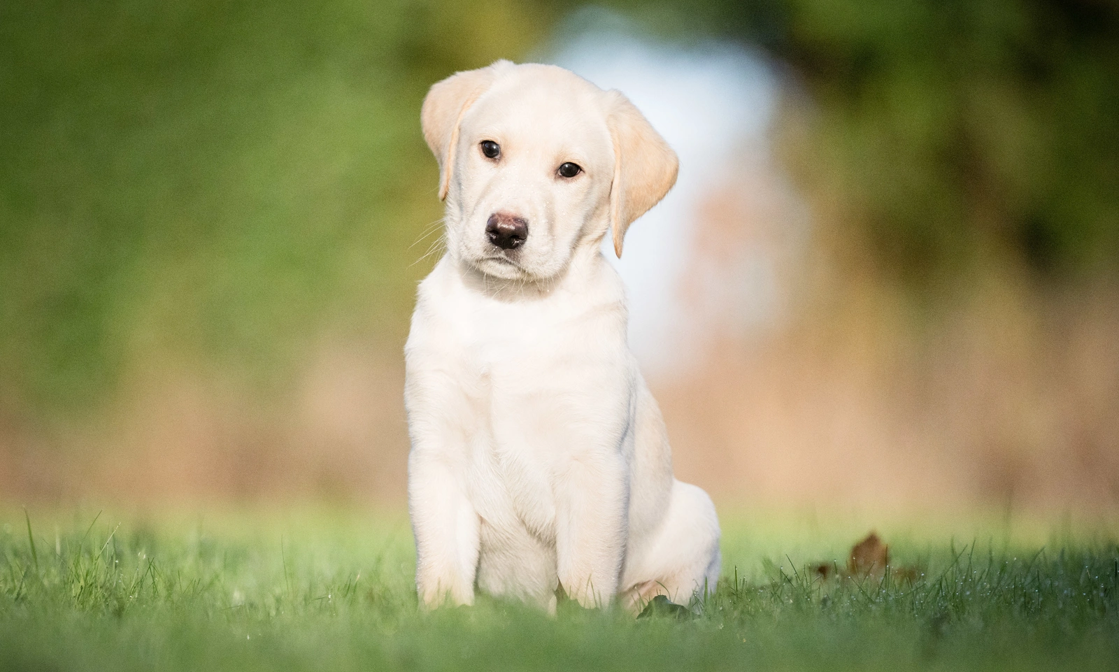 Percy is pictured sitting on his haunches, looking at camera with his head slightly tilted. 