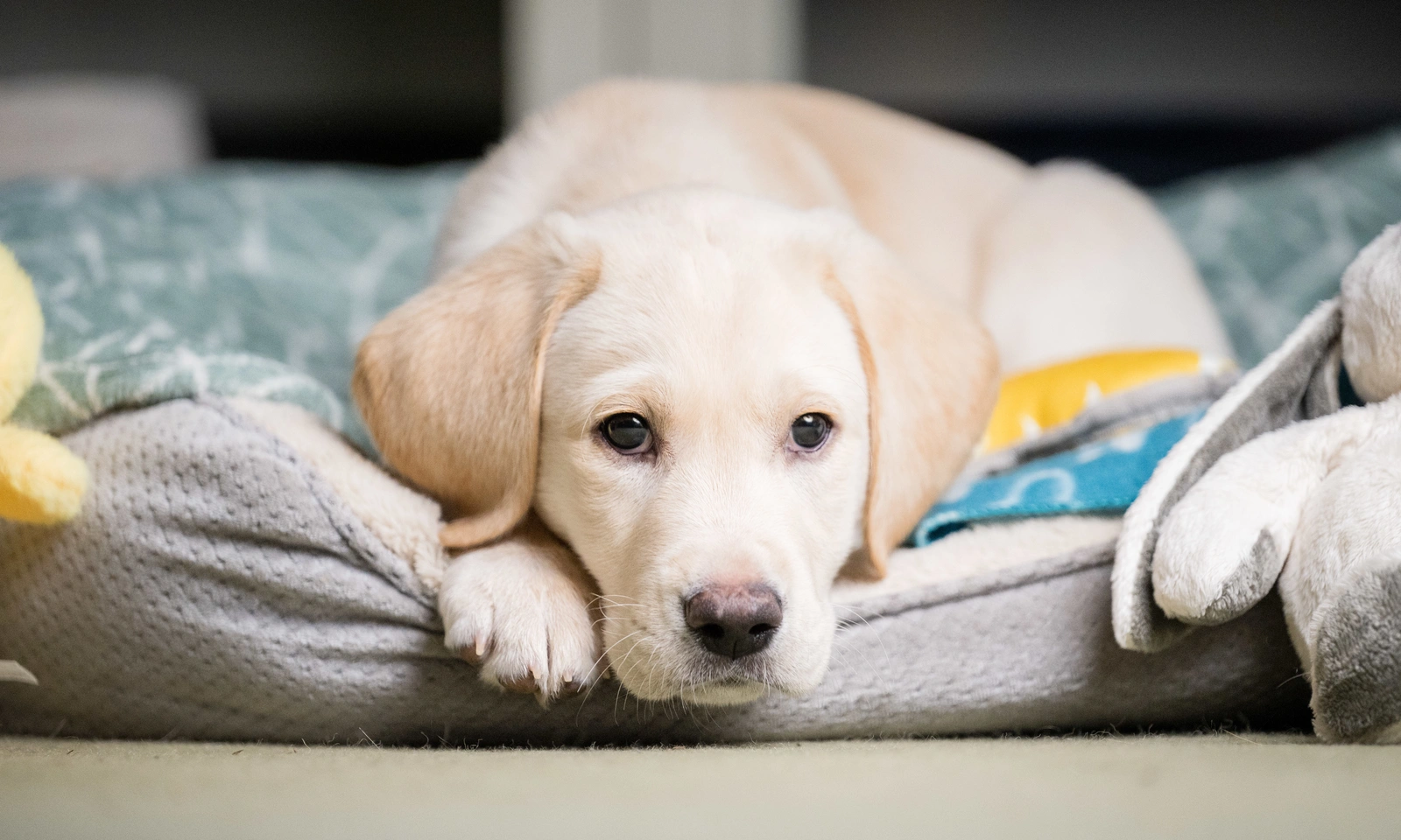 Labrador Percy laying down calmly in his dog bed, head resting on front paws