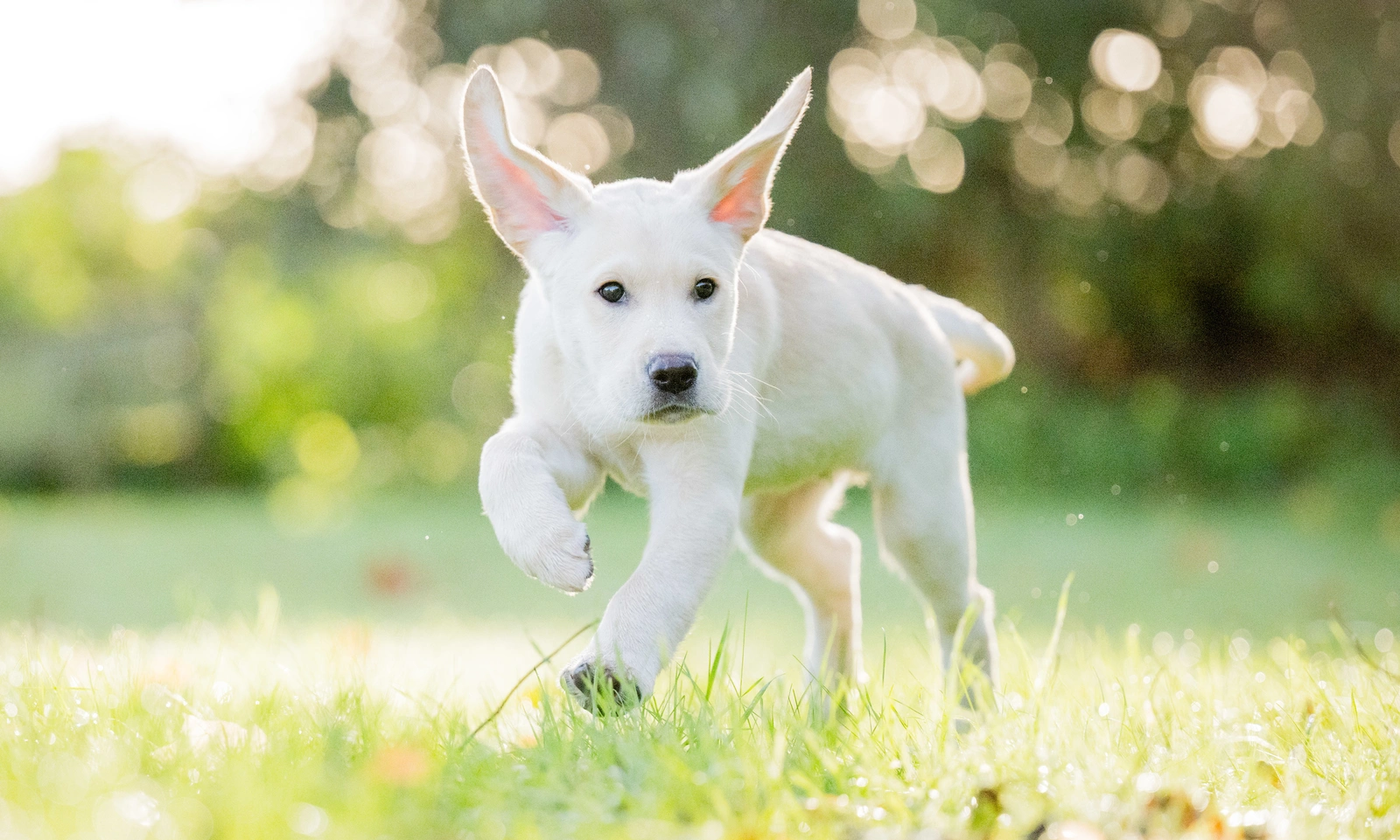 Percy is mid run on a grass field, both ears flopping above his head.