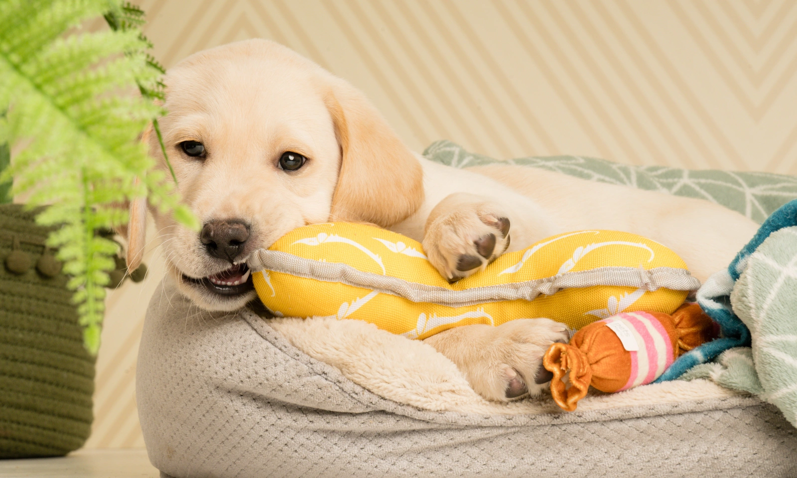 Yellow labrador Percy is laying in his bed, chewing on a yellow toy.