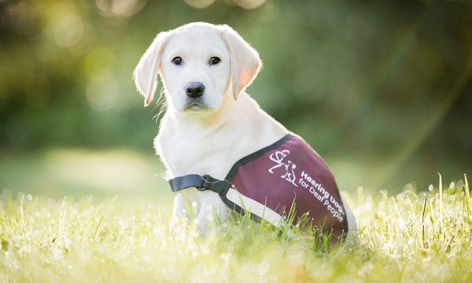 Yellow Labrador Percy sitting on grass, wearing a still too large official hearing dog vest.
