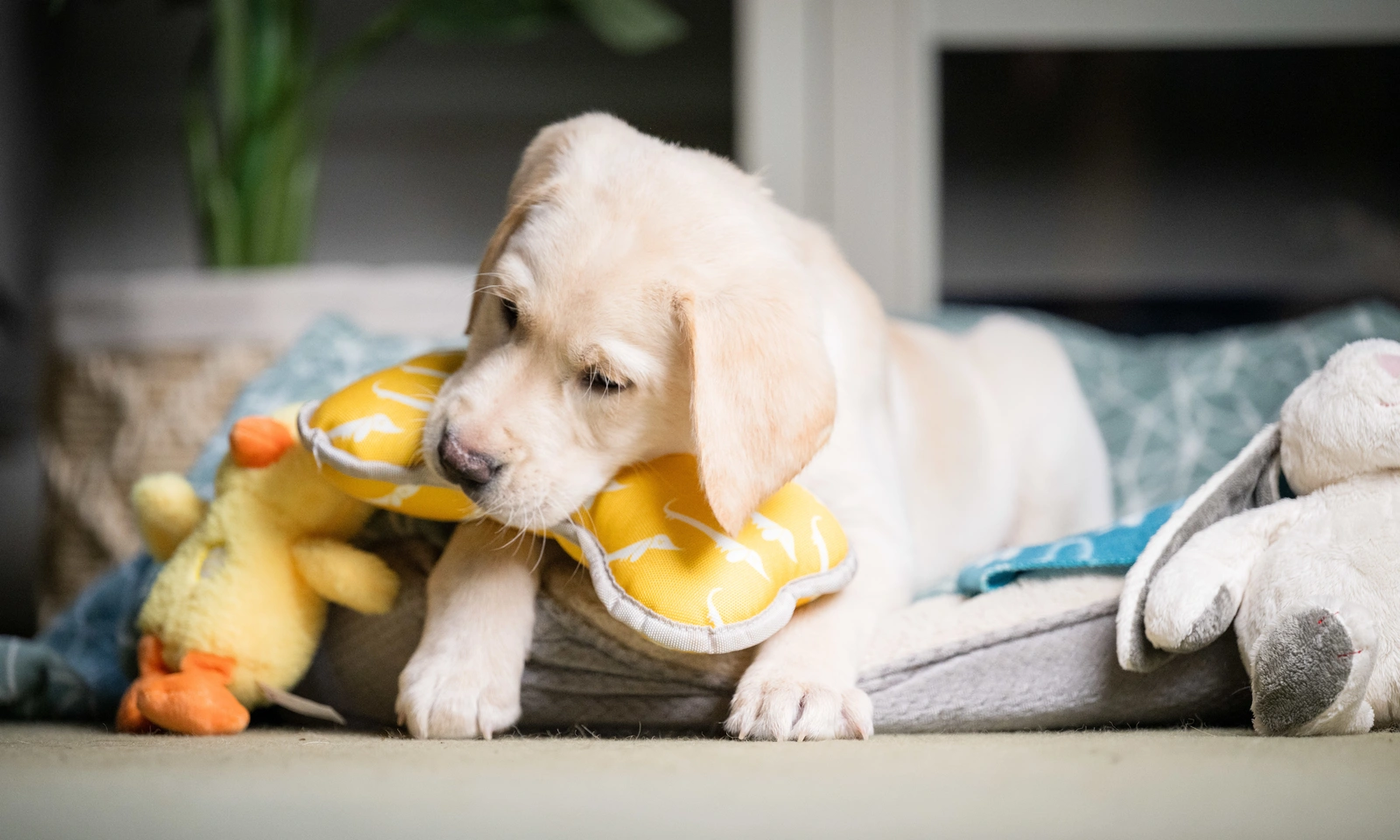 Labrador Percy on his bed, chewing a yellow dog toy.