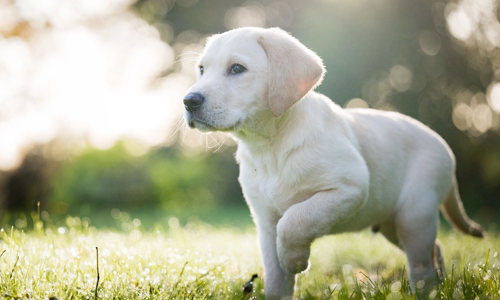 Yellow lab pub, photographed on grass. He is looking to the side of frame, his front left paw raised.