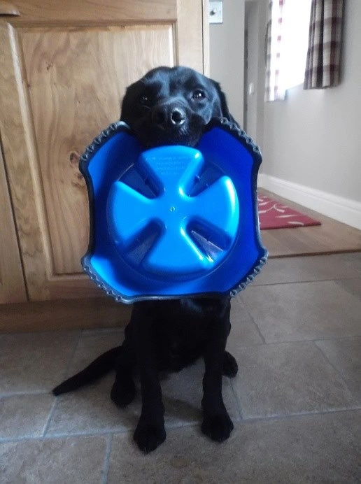 Black labdrador Theo, with a blue dish in his mouth