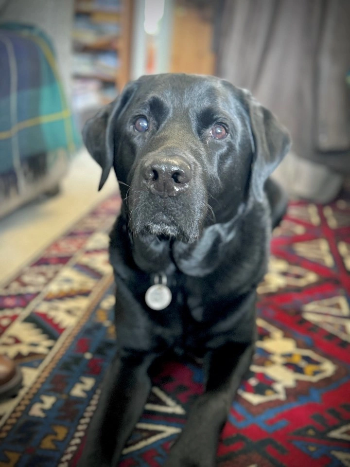 Black labrador Theo laying on a rug