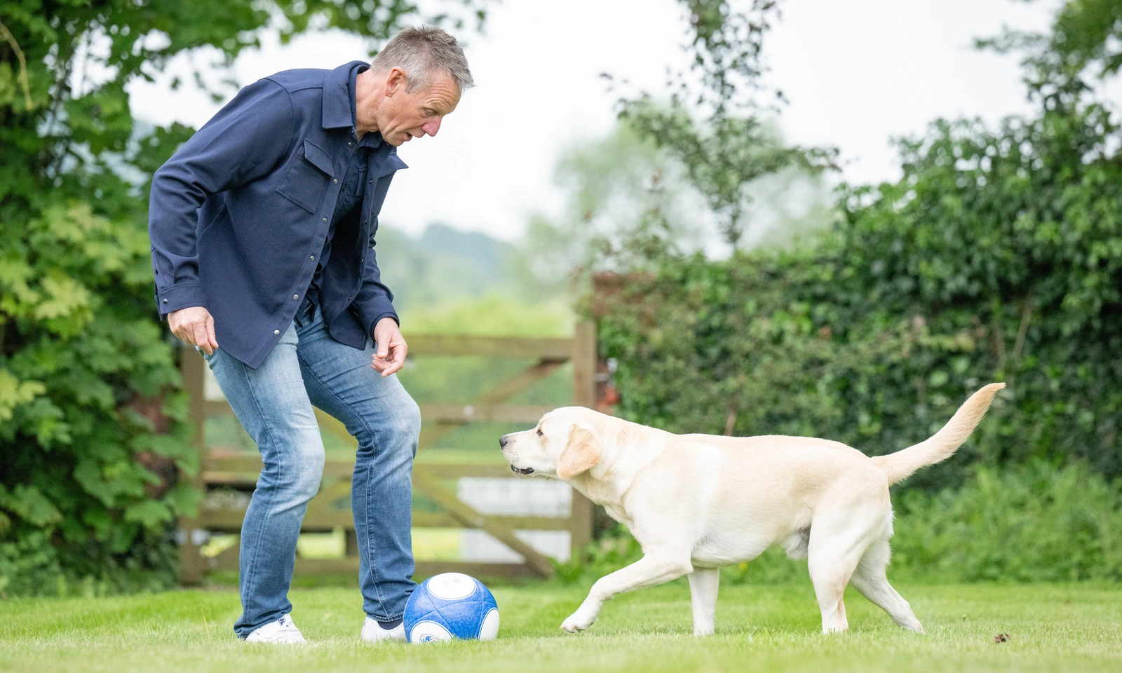 A man and a yellow Labrador playing with a blue and white football in a grassy field.