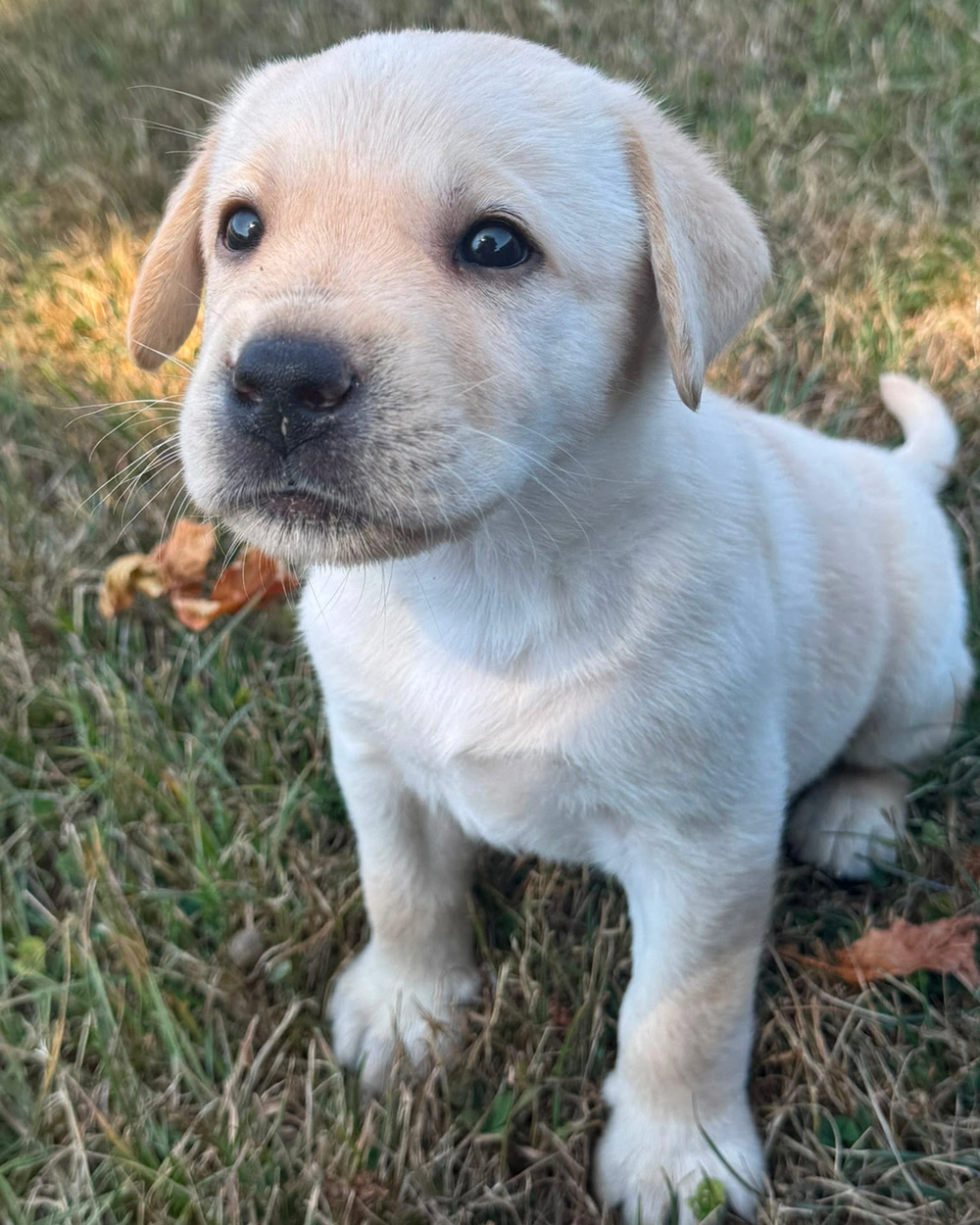 A tiny yellow lab puppy, sitting on grass.
