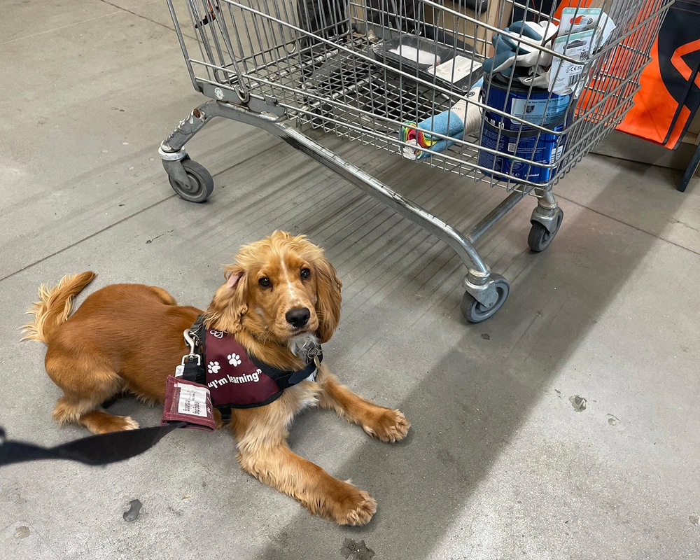 A dog in burgundy training jacket, lies next to a shopping trolley