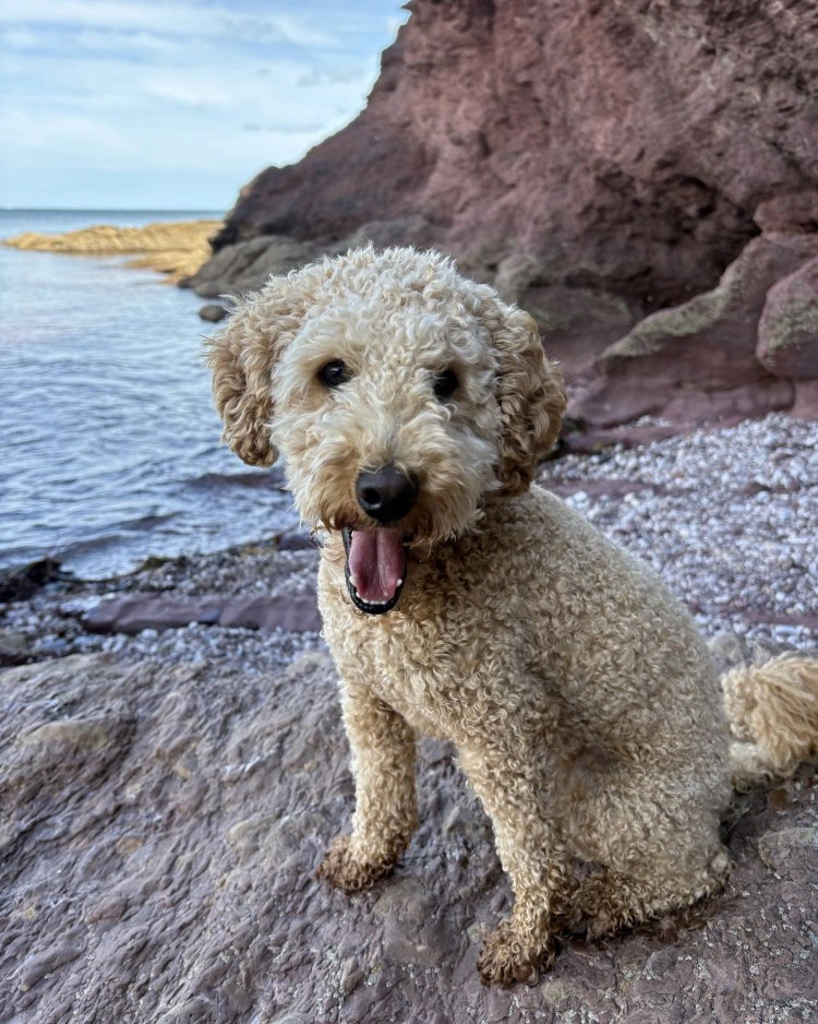 A curly furred poodle sitting on a rock at a beach, mouth open.
