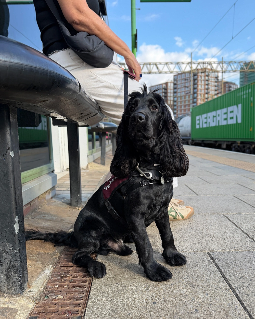 a black cocker spaniel, sitting at a train station. Train cargo carriages can be seen in the background.